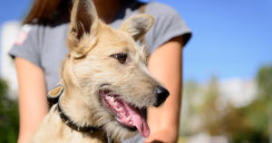 dog with volunteer