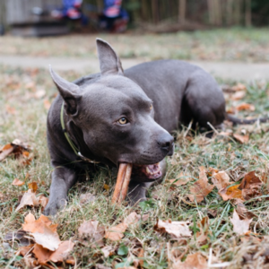 black dog chewing on a stick in the grass