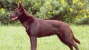 Australian Kelpie