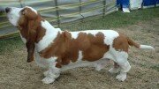 Basset Hound