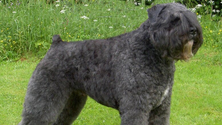 BOUVIER DES FLANDRES