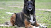 Belgian Tervuren