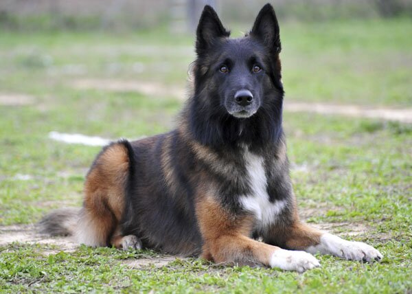 Belgian Tervuren