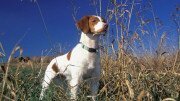 BRITTANY SPANIEL