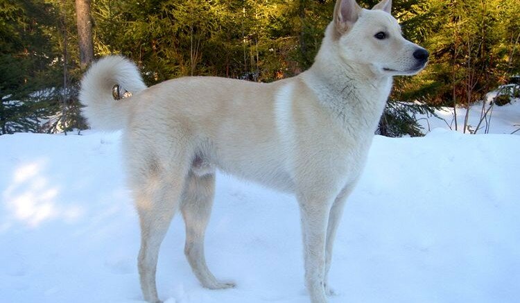 Canaan Dog