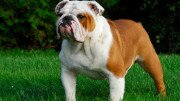 English bulldog