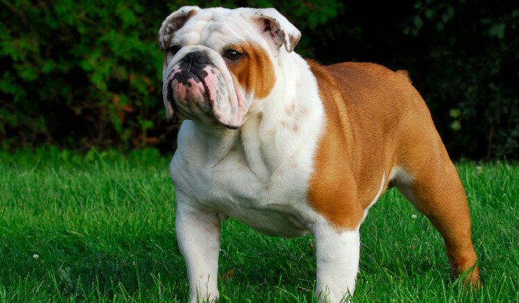 English bulldog