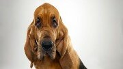 BLOODHOUND