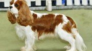 Cavalier King Charles Spaniel