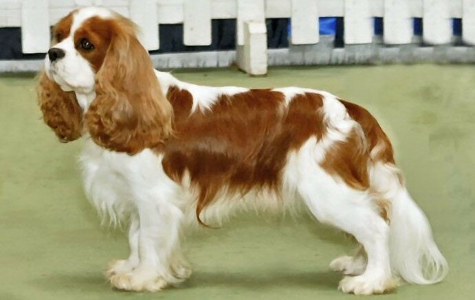 Cavalier King Charles Spaniel