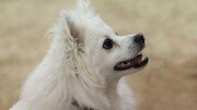 American Eskimo Dog portrait