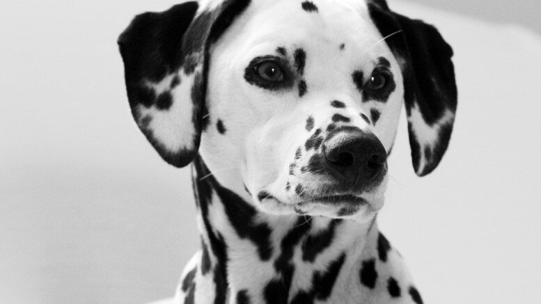 Dalmation