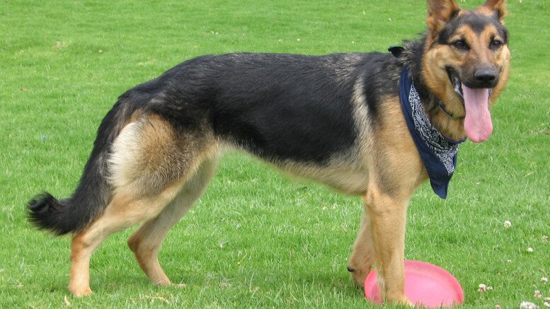 German_Shepherd_Dog