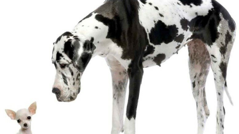 Great-Dane