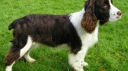 English Springer Spaniel