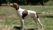 English Pointer