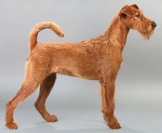 IRISH TERRIER