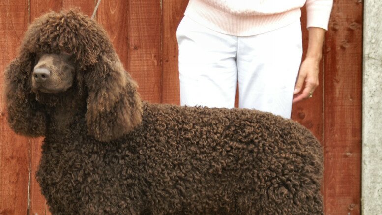 Irish Water Spaniel