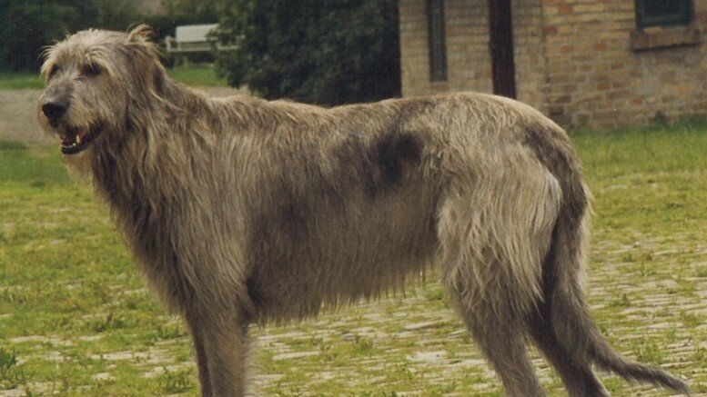 IRISH WOLFHOUND