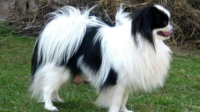 Japanese Chin