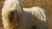 Komondor