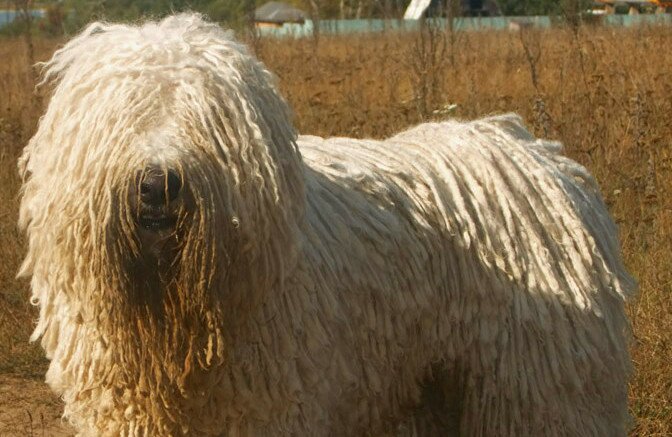 Komondor