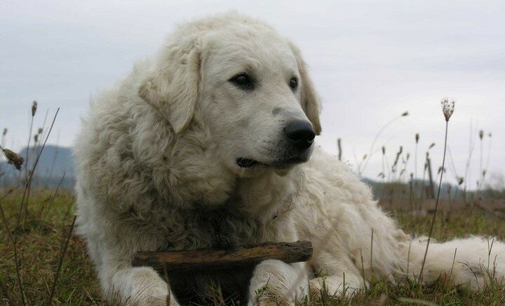 Kuvasz