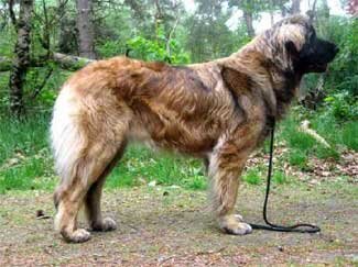 Leonberger