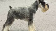 Miniature Schnauzer