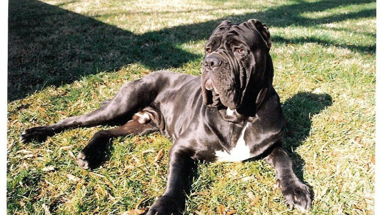 Neapolitan Mastiff