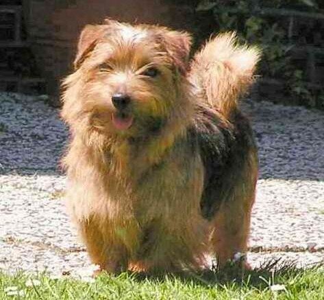 Norfolk Terrier