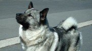 Norwegian Elkhound