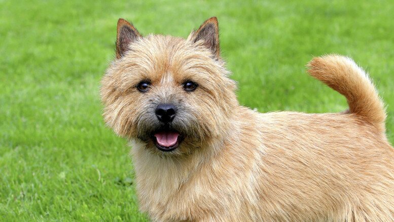 Norwich Terrier