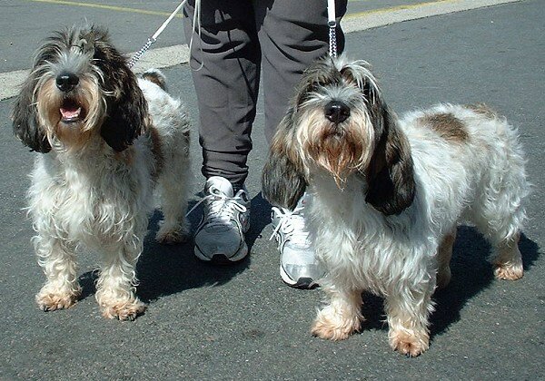 Petit Basset Griffon Vendeen