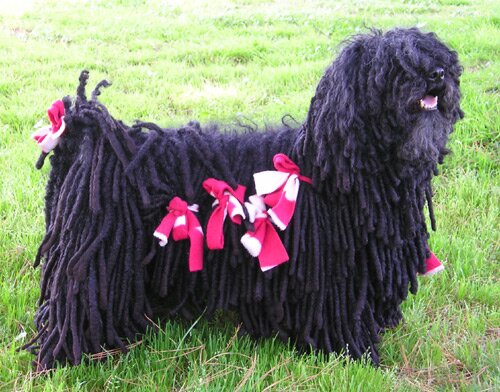 HUNGARIAN PULI