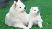 Samoyed