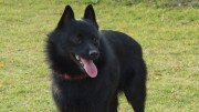 Schipperke