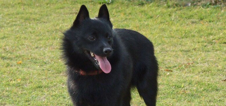 Schipperke