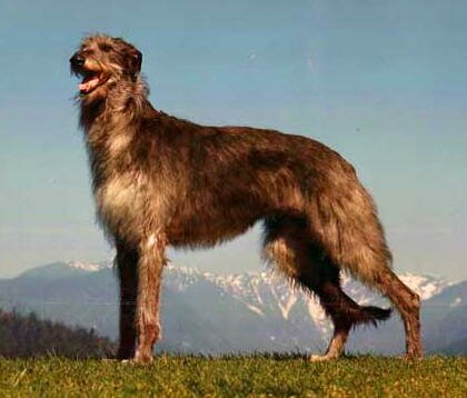 Scottish Deerhound