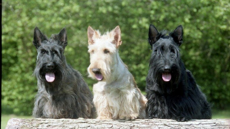 Scottish Terrier