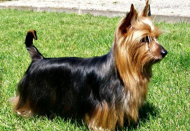 Silky Terrier