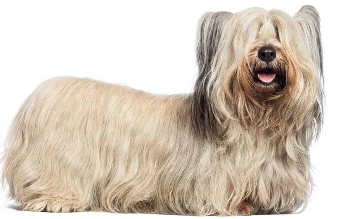 Skye Terrier