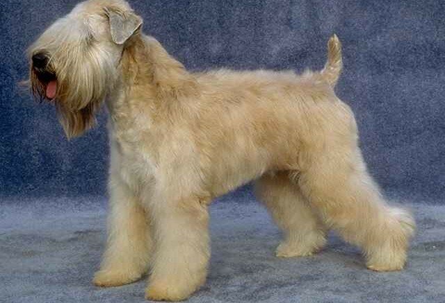 Soft-Coated Wheaten Terrier