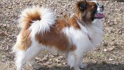 Tibetan Spaniel