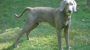 WEIMARANER