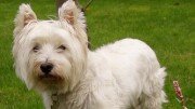 West Highland Terrier White