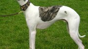 Whippet White Saddled