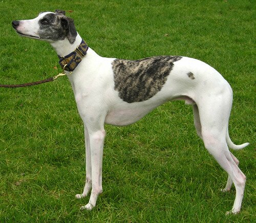 Whippet White Saddled