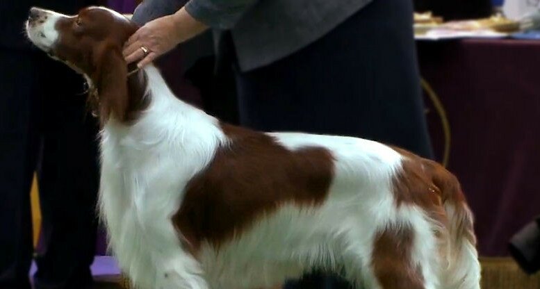 Irish Red & White Setter