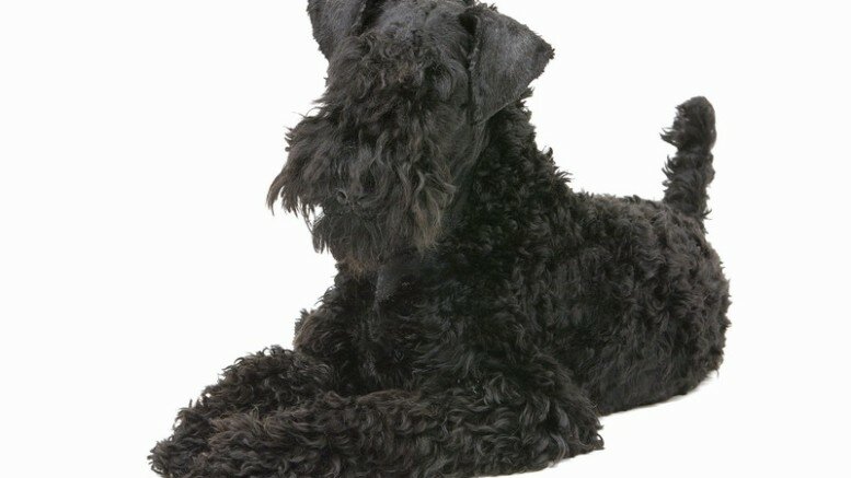 Kerry Blue Terrier